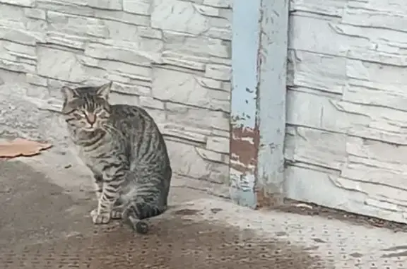 Найденные животные Нальчик, фото: Найдена кошка, Профсоюзная улица, 222А, Нальчик - полосатая, домашняя