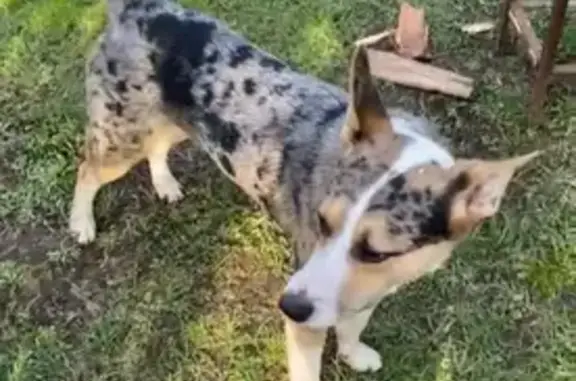 Пропал собака, Аболешево, Тверская область - пятнистый окрас, большие уши - photo