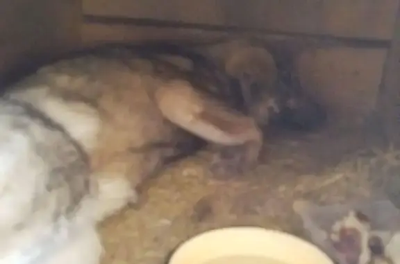 Найдена собака, Волгоград, фото: Найден щенок, Университетский проспект, Волгоград - травмирован, не ходит