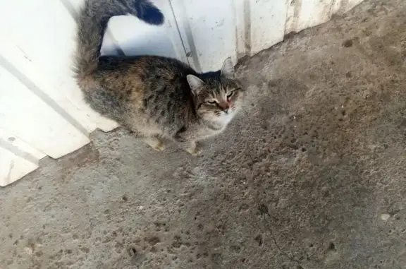 Найдена кошка, Бирск, фото: Найдена кошка, улица Мира, Бирск - тигровая беременная