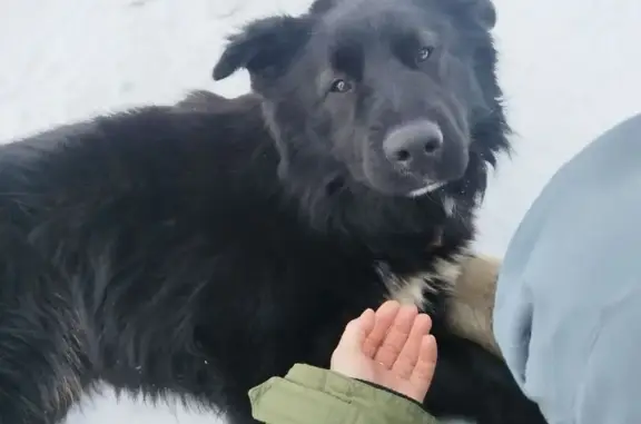 Найдена собака, Федоровка, фото: Найден пёс, Фёдоровка, Тульская область - тихий и спокойный