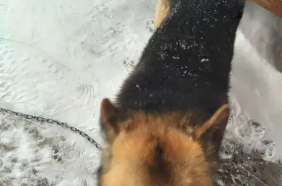 Найдена собака, Вологда, фото: Найдена собака, улица Чернышевского, 128, Вологда - похожа на немецкую овчарку