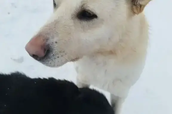 Найдена собака, Федоровка, фото: Найден собака, мужской, Фёдоровка, Тульская область