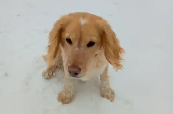 Пропал собака, Борщовцы, Верещагино - рыжий с белыми пятнами русский спаниель - photo