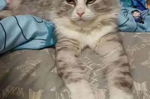 Пропал кот, улица Маяковского, 25, Бирск - серый с белым окрас - photo