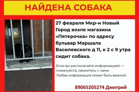Найденные животные Кострома, фото: Найдена собака, бульвар Маршала Василевского, Кострома