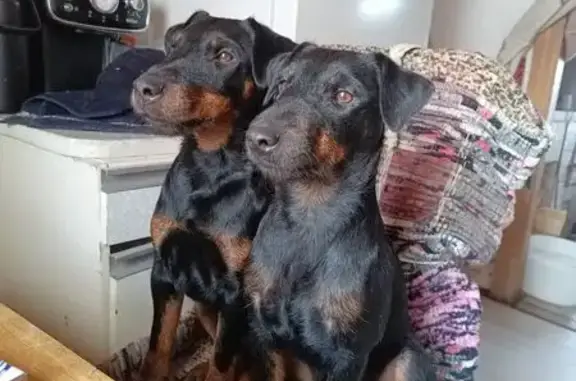 Пропал собака, мужской, Раздолки, Барсуки - photo