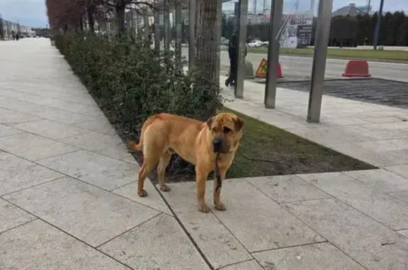 Найдена собака, Краснодар, фото: Найдена собака, мужской, Восточно-Кругликовская улица, Краснодар - есть ошейник