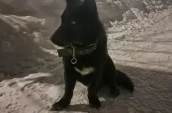 Пропал собака, Пермь - черно-серый окрас и разные глаза - photo