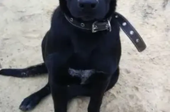 Собаки потеряшки, Волгоград, фото: Потеряшка собака, мужской, улица Павлика Морозова, 1, Волгоград - курцхаар с дворовой помесью