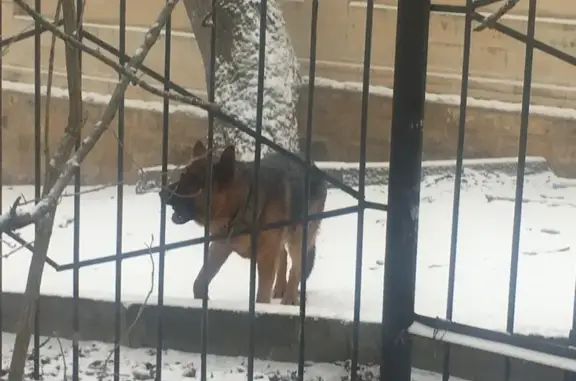 Найдена собака, Ставрополь, фото: Найдена собака, улица Ленина, 490, Ставрополь - взрослая немецкая овчарка