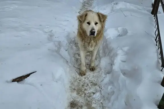Найдена собака, Ульяновск, фото: Найдена собака, Жигулёвская улица, 11А, Ульяновск - большой контактный пёсик