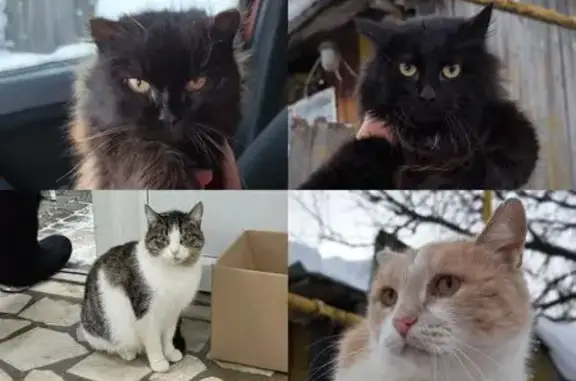 Найдена кошка, Бирск, фото: Найдена кошка, Больничный переулок, 4А, Бирск