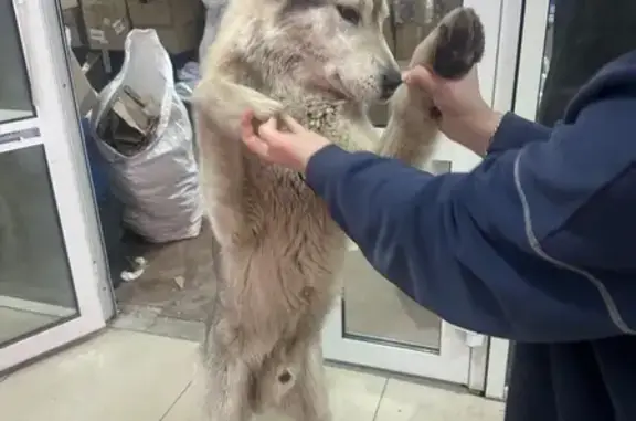 Найдена собака, Ростов-на-Дону, фото: Найдена собака, мужской пол, Троллейбусная улица, Ростов-на-Дону