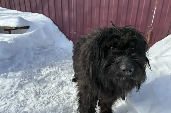 Найденные животные Брянск, фото: Найдена собака, улица Дарвина, 31, Брянск - черная лохматая в шлейке