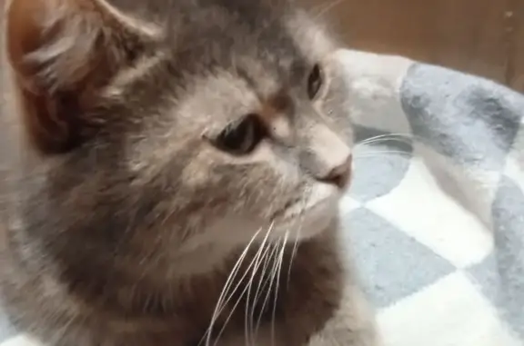 Найдена кошка, Люберцы, фото: Найдена кошка, улица Электрификации, 23А, Люберцы - очевидно выпала из окна