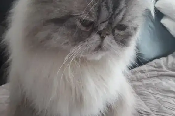 Пропал кот, Водонапорная улица, Серпухов - порода перс - photo