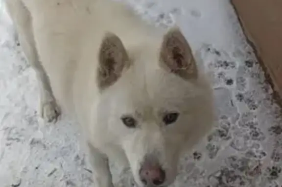 Найдена собака, Краснодар, фото: Найден собака, Гражданская улица, Краснодар - белый окрас