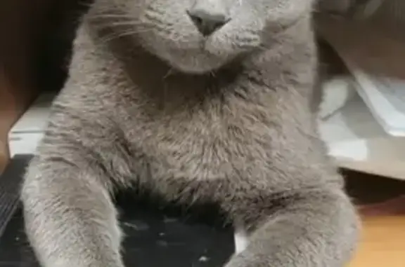 Пропал кот, улица Серышева, 98, Хабаровск - окрас серый - photo