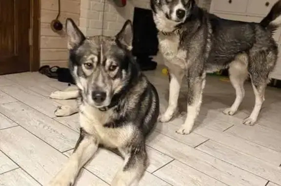 Пропала собака, улица Мостовка, 1Б, Екатеринбург - Роки и Вольт - photo