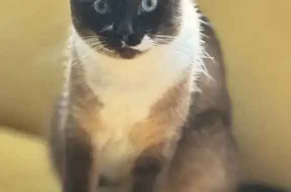 Пропал кот, улица Салтыкова-Щедрина, 2, Орёл - ласковый сиамский кот - photo