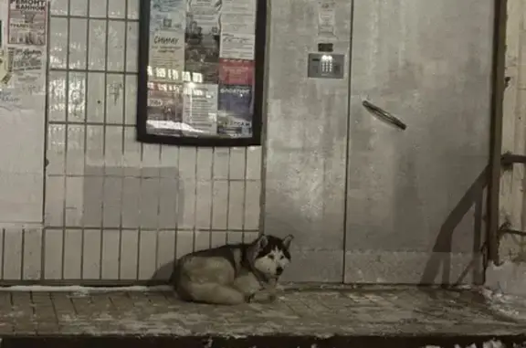 Найдена собака, Ярославль, фото: Найдена собака, проспект Фрунзе, 51, Ярославль - спокойная уже 4 дня там