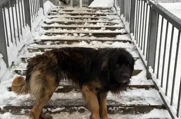 Пропал собака, 5, Москва, Троицк - пугливый, боится улицы - photo