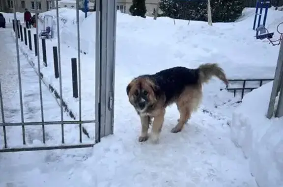 Найдена собака, Поведники, фото: Найдена собака, Санаторная улица, Поведники - крупный кобель