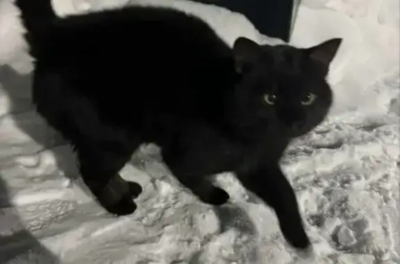 Пропала кошка, ул. Рубаненко, Н. Челны - photo