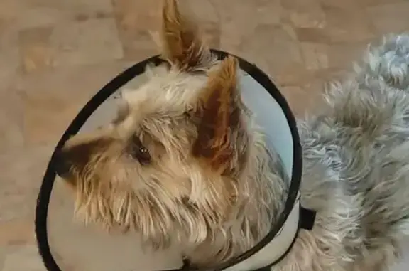 Пропала собака, Средне-Садовая улица, 3, Самара - коричневый с серыми прядями - photo