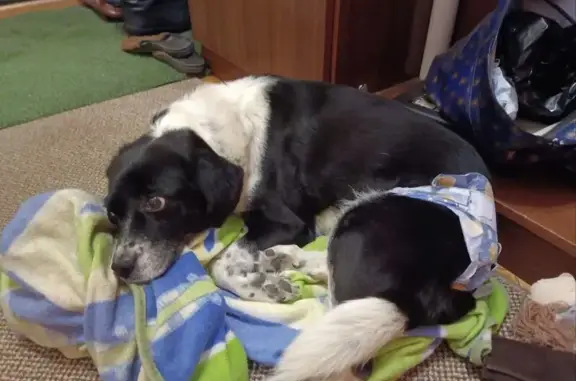 Пропала собака, женский пол, улица Мусы Джалиля, Нижневартовск - с синим поводком - photo