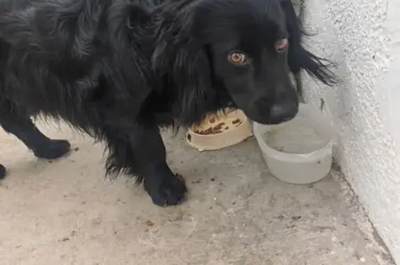 Найдена собака, Новороссийск, фото: Найден собака, проспект Дзержинского, 194, Новороссийск - ухоженный и добрый