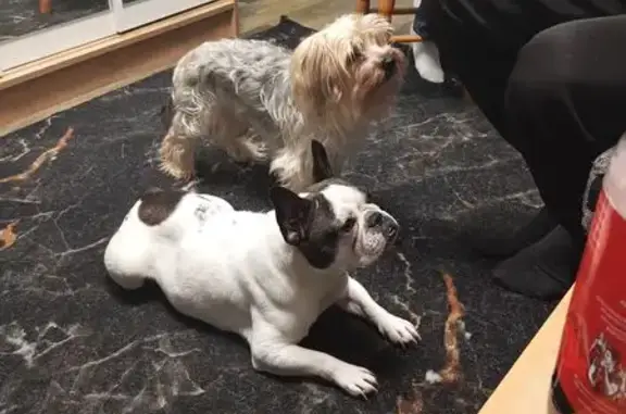 Пропала собака, Перемиловское, Ивановская область - белая с тигровыми пятнами - photo