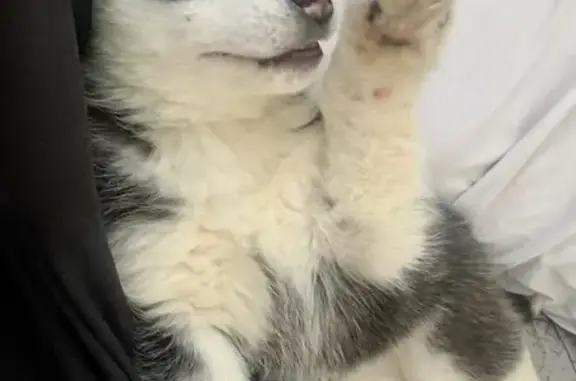 Пропала собака, улица Ленина, 81, Бийск - глаза разного цвета - photo