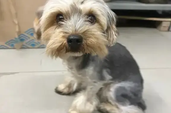 Найдена собака, Широчанка, фото: Найден собака, Набережная улица, Широчанка