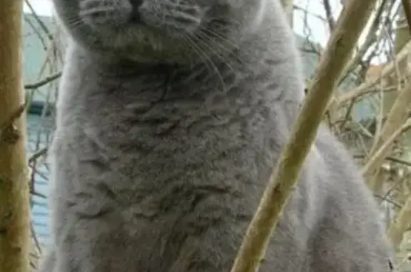 Пропал кот, улица Мясникова, городской округ Пенза - британец 5 лет - photo