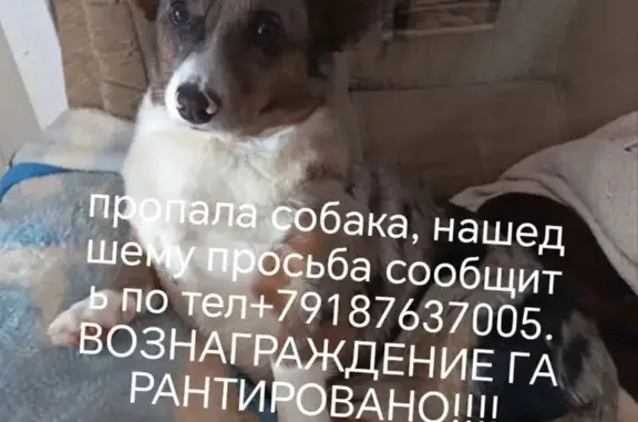 Пропала собака, Ключевая улица, 15, Кочубеевское — мраморный окрас - photo