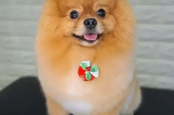 Пропал собака, мужской, 71Н-1706, Тюмень - рыжий, без ошейника - photo