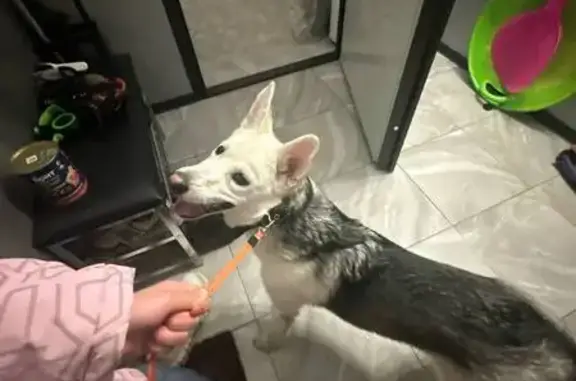 Найдена собака, Истра, фото: Найдена собака, улица 15 лет Комсомола, Истра - молодая метиска лайки или хаски