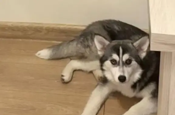 Собаки потеряшки, Санкт-Петербург, фото: Потеряшка собака, Ушаковская набережная, 3 к2 литА, Санкт-Петербург - порода помски