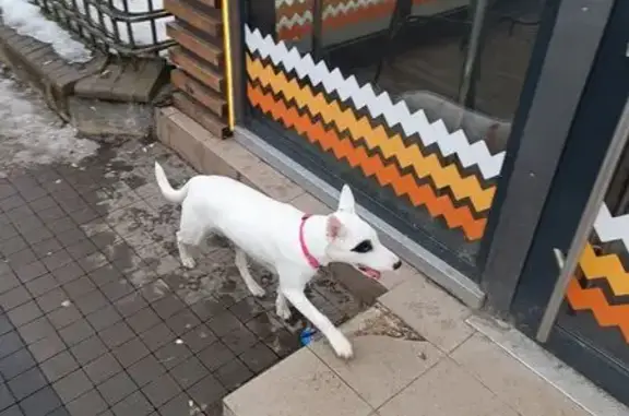 Найдена собака, Калининград, фото: Найдена собака, проспект Победы, 1, Калининград - белая, дружелюбная