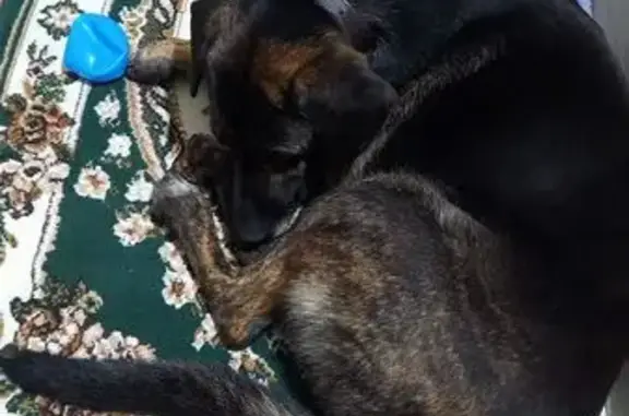 Найдена собака, Краснодар, фото: Найдена собака, Колхозная улица, 79, Краснодар - коричневая с черным