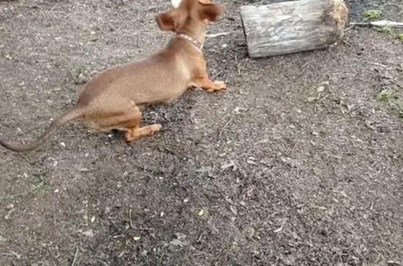 Пропала собака, Девонская улица, 42, Нижняя Мактама - коричневая такса с добрыми глазами - photo