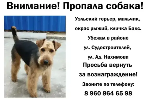 Пропал собака, улица Адмирала Нахимова, 60, Астрахань - убежал ночью - photo
