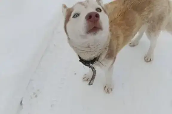 Поиск домашних животных, фото: Найден собака, Сенинo, Московская область - худой хаски с разноглазием