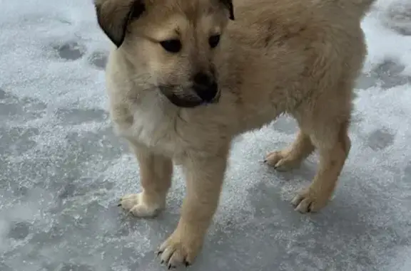 Найдена собака, Старый Оскол, фото: Найден собака, Архангельская улица, Старый Оскол - светло рыженький мальчик