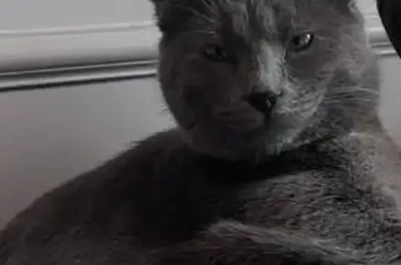 Пропал кот, улица Чкалова, 59, Кизилюрт - серый с лысым пятном над глазом - photo