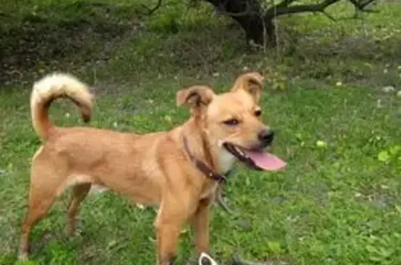 Пропала собака, девочка, Путевая улица, Самара - photo