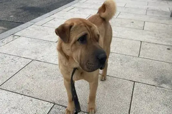 Найдена собака, Краснодар, фото: Найден собака, Восточно-Кругликовская улица, Краснодар - с ошейником