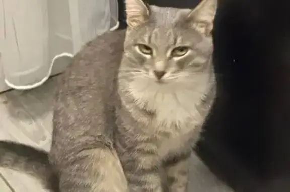 Пропал кот, Каширское шоссе, 40/1, Домодедово - спокойный, домашний - photo